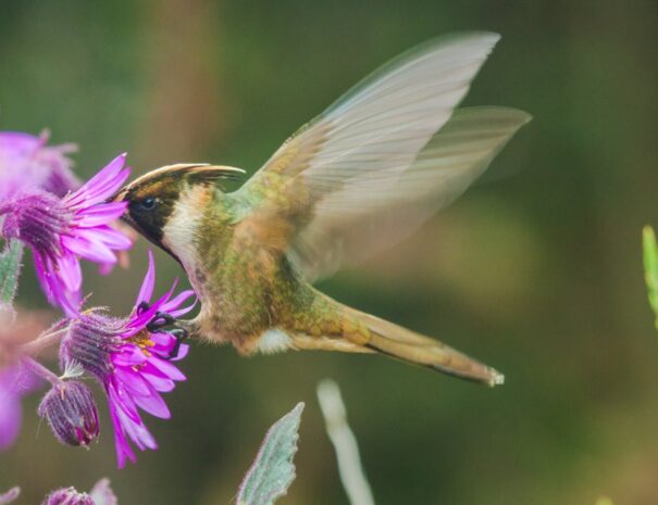 Bearded Helmetcrest Hummingbird or Colibri - Animals - Coffee Zone - Lulo Colombia Travel