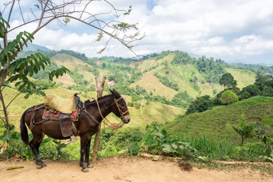 Donkey in front of coffee landscape - Animals - Landscape - Coffee Zone - Lulo Colombia Travel