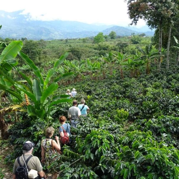 Group of tourists walking through coffee plantation - Nature - Landscape -Coffee Zone - Lulo Colombia Travel