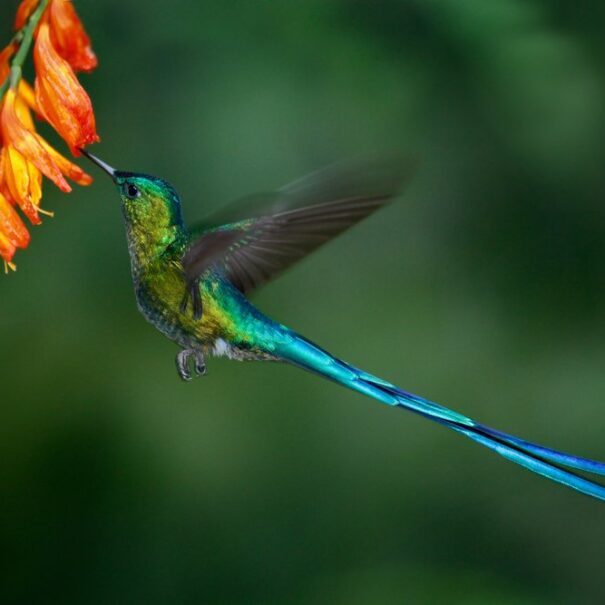 Long-tail sylph - Hummingbird- Animals - Coffee Zone - Lulo Colombia Travel