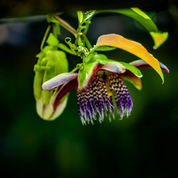 Passion flower - Nature - Coffee Zone - Lulo Colombia Travel