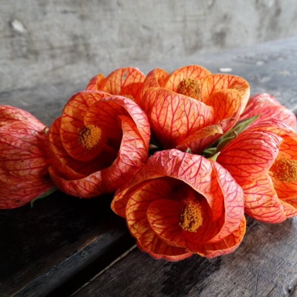 Red flowers on table - Nature - Coffee Zone - Lulo Colombia Travel