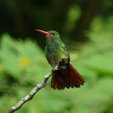 Hummingbird (colibri) flying in nature at Reverie in Quindío, Colombia