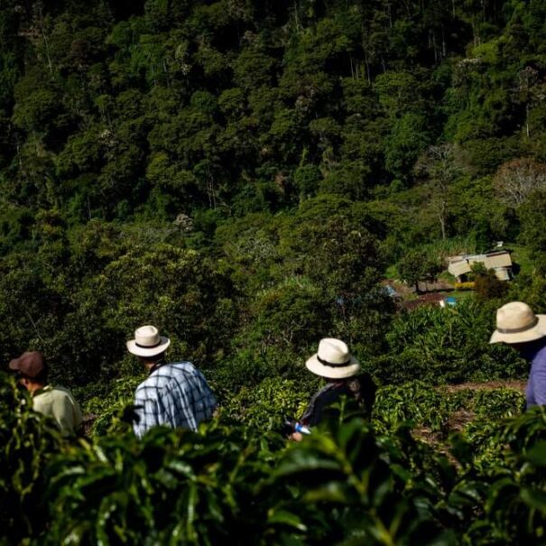 Tourists with hat walking in coffee plantation - People - Landscape - Coffee Zone - Lulo Colombia Travel